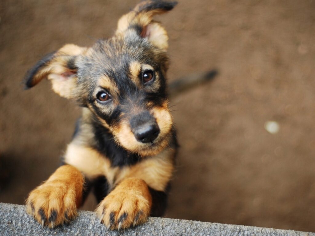 The Role of CBD Oil in Supporting Your Pet’s Immune System