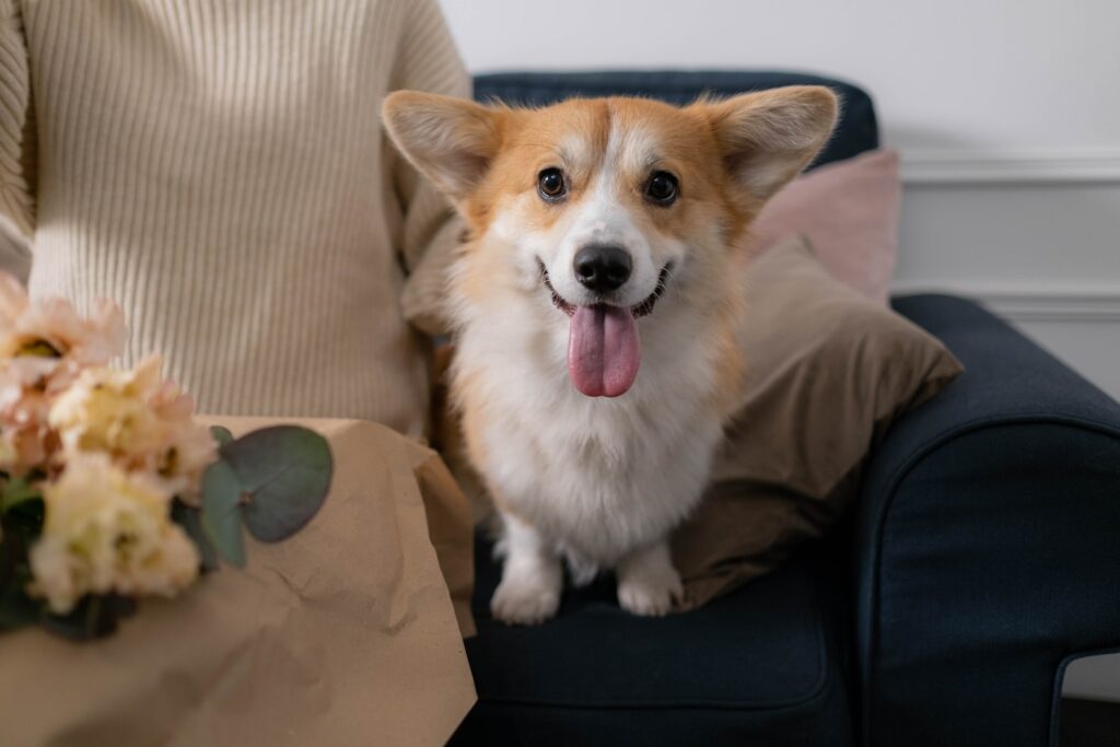 Understanding the Immune System in Pets
