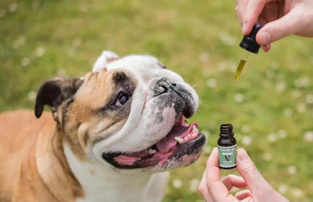 How CBD Oil Can Benefit Your Dog's Skin and Coat Health