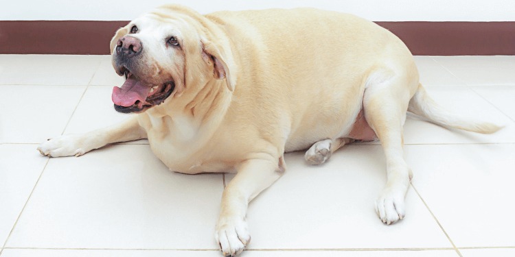overweight pets