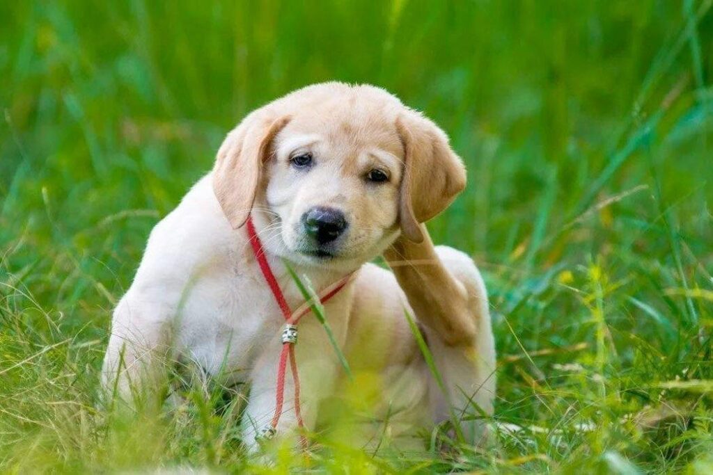 How CBD Oil Promotes Better Sleep for Pets