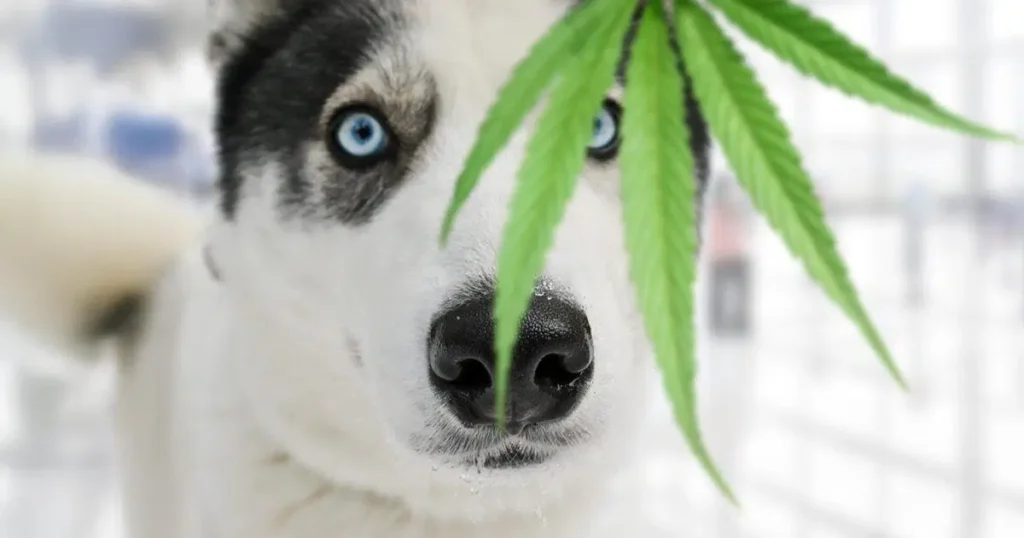 CBD Oil for aging pets