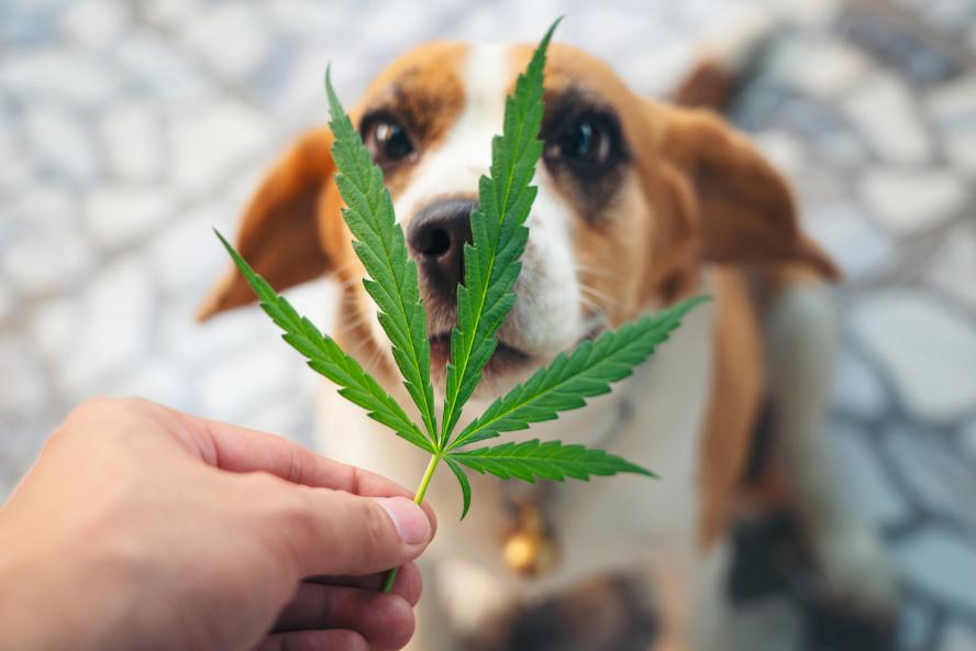 CBD for aging pets