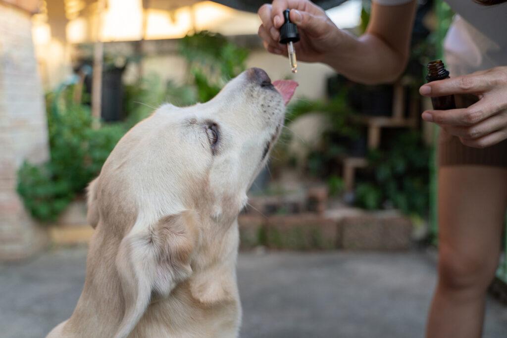 CBD oil for pets