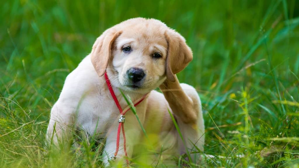 How Long Does It Take for CBD to Work in Pets