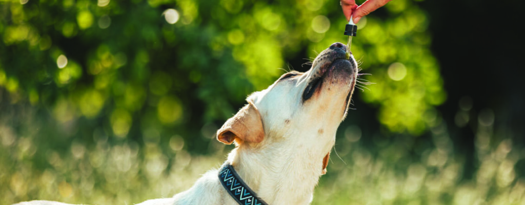 Right cbd for pets