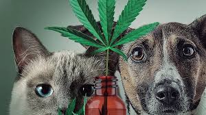 CBD for Hyperactive Pets
