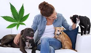 Hyperactivity in Pets