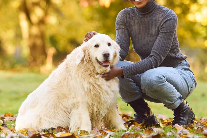 CBD for Active Pets Supporting Recovery After Exercise