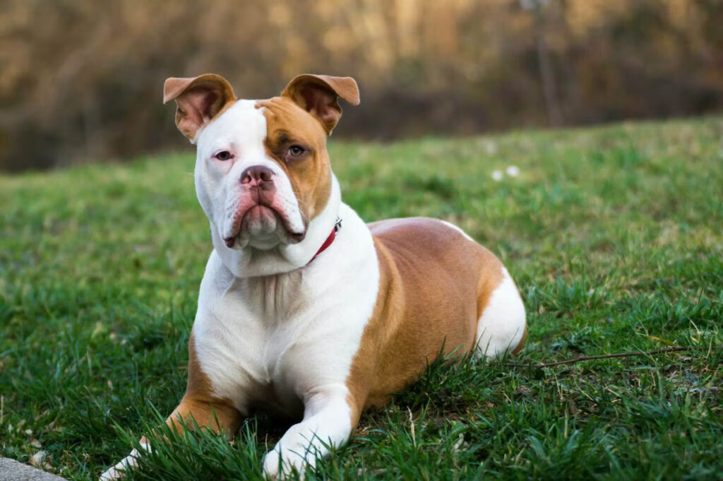 CBD for Senior Pets Supporting Aging Dogs and Cats Naturally