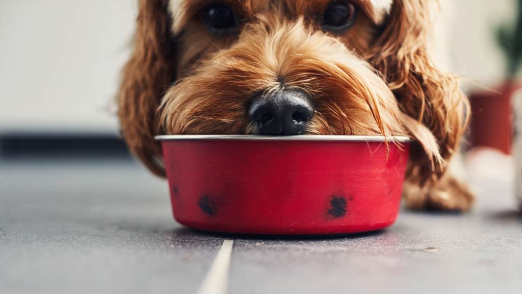 What Is CBD and How Does It Work for Pets