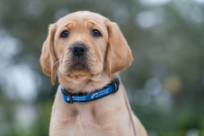 Reasons Dog Owners Use CBD Products