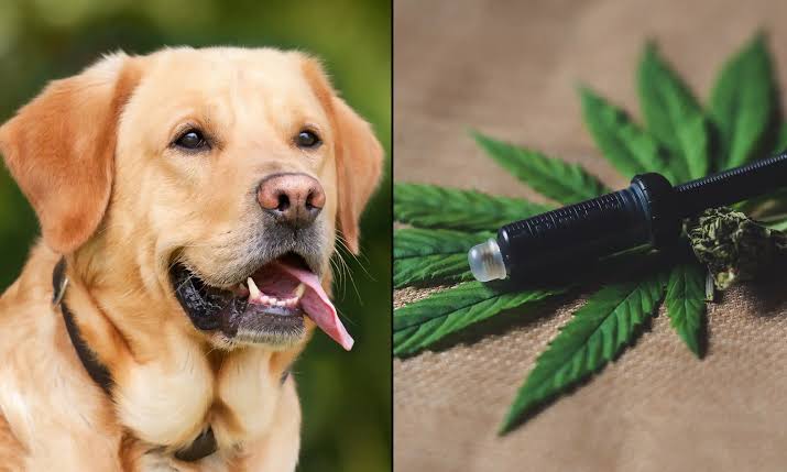 CBD for Dogs