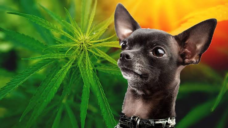 Full-Spectrum vs Broad-Spectrum CBD for Dogs